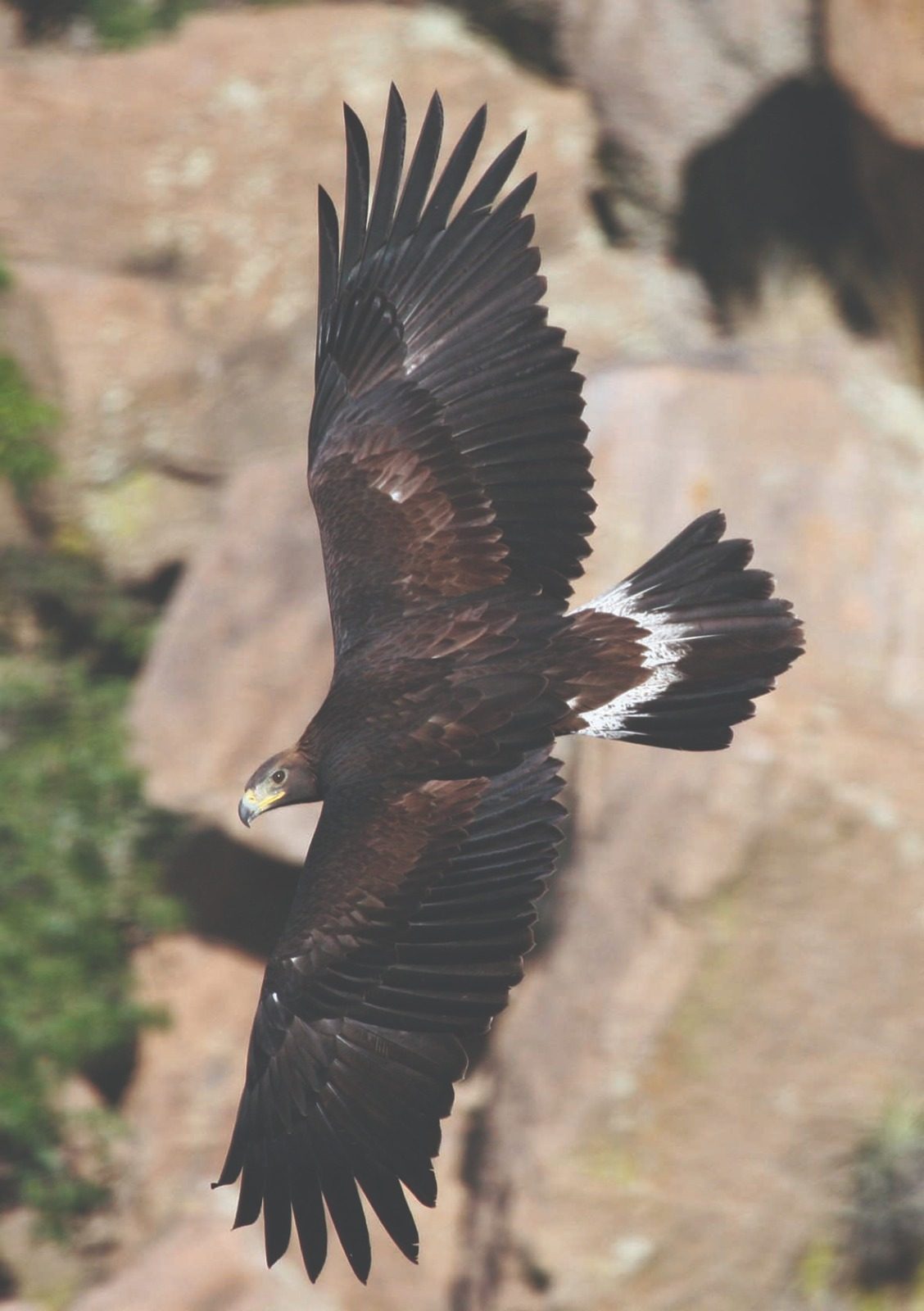 Águila real mexicana adulta en vuelo con alas desplegadas — fotografía real de campo