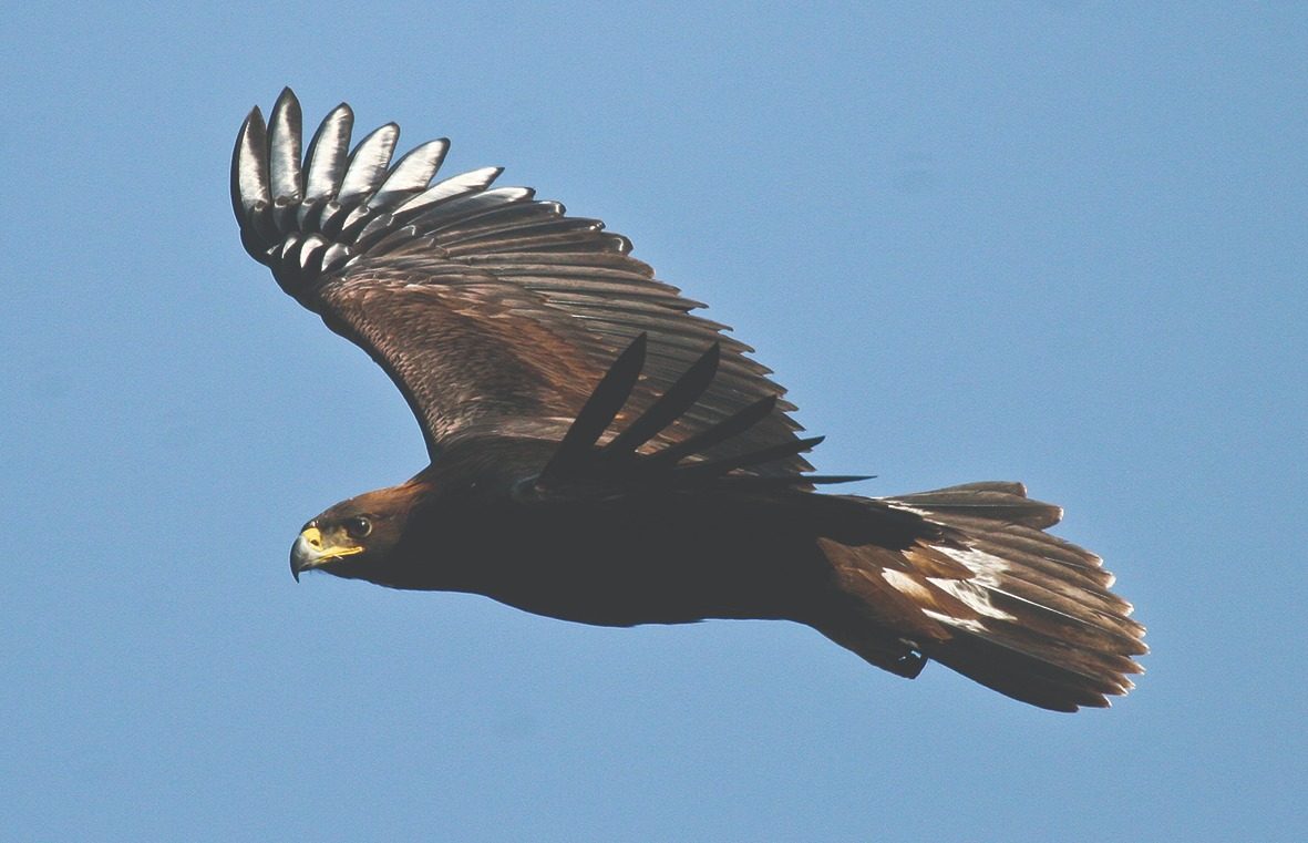 Juvenil de águila real en vuelo mostrando mancha blanca característica — fotografía de campo