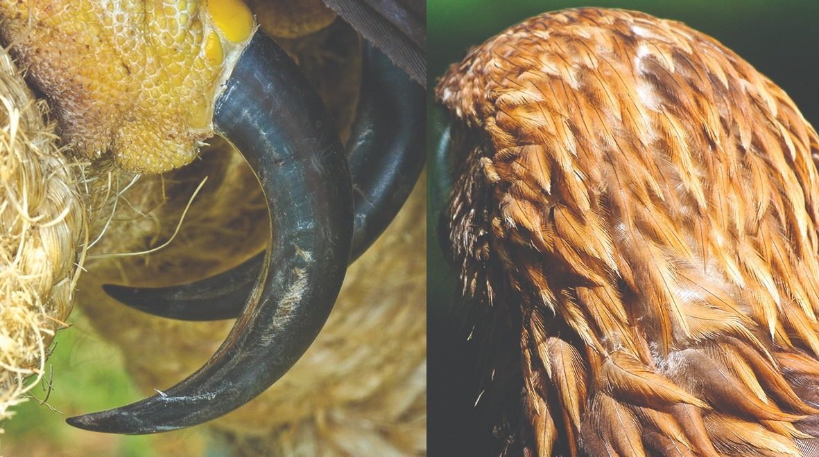 Macro garras del águila real — tarso amarillo emplumado, fotografía de campo